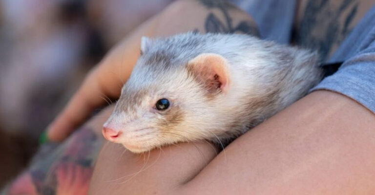 14 Small Pets Veterinarians Wish People Would Stop Buying On Impulse