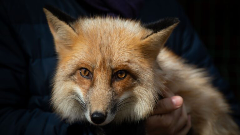 14 States That Allow Fox Ownership