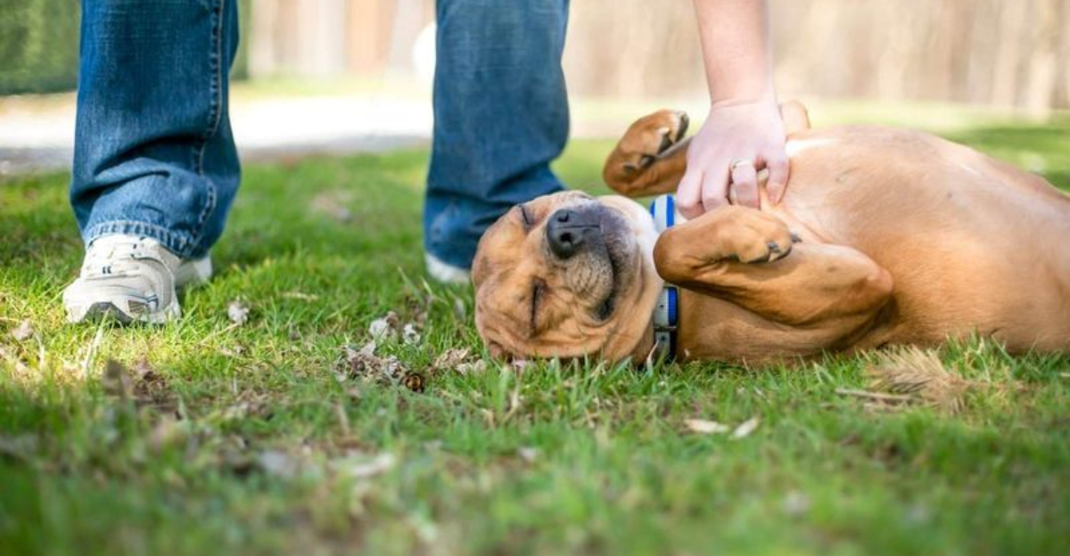 14 Things Every Dog Adores And Why You Need To Understand Them