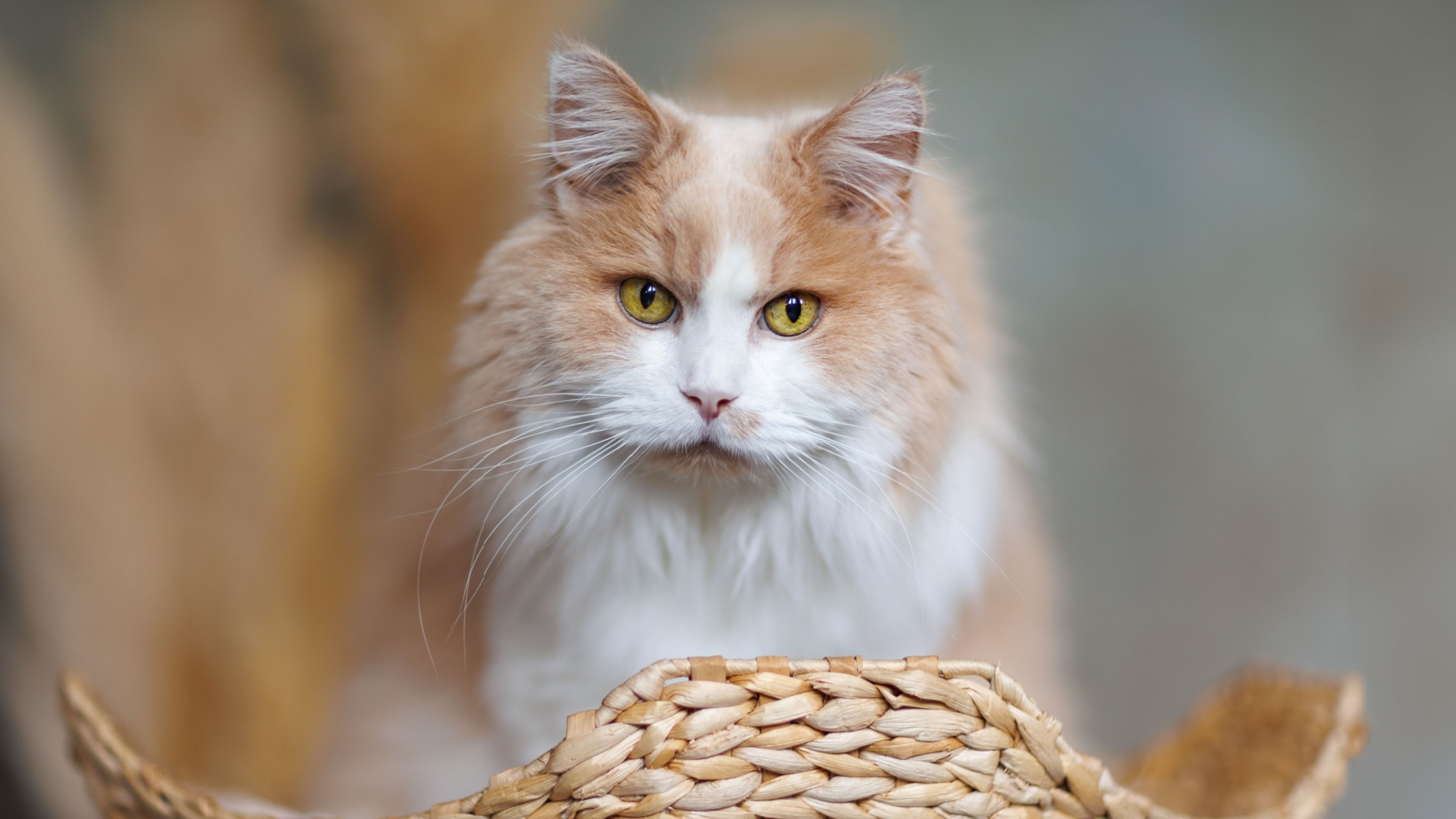 14 Things To Know About Persian Ragdoll Mix Cats