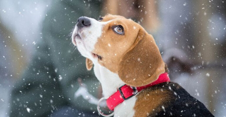 14 Things You Can Do To Make Your Dog’s Final Years The Best Ones