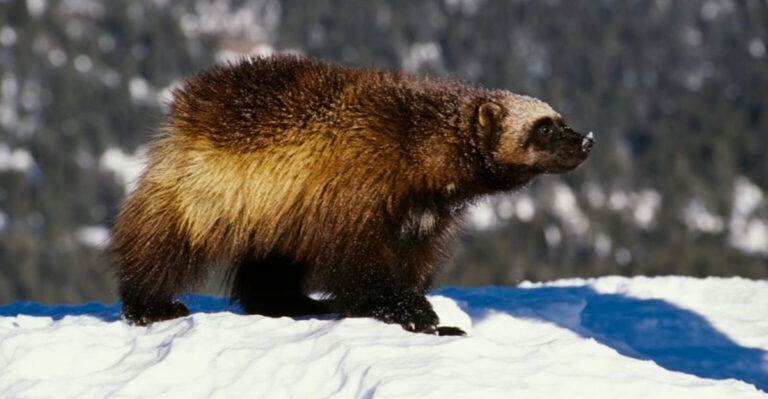 14 U.S. States Where Wolverines Are Thriving (Plus Fascinating Facts)