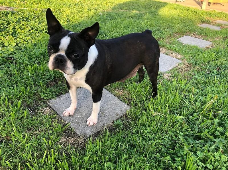 Boston Terrier