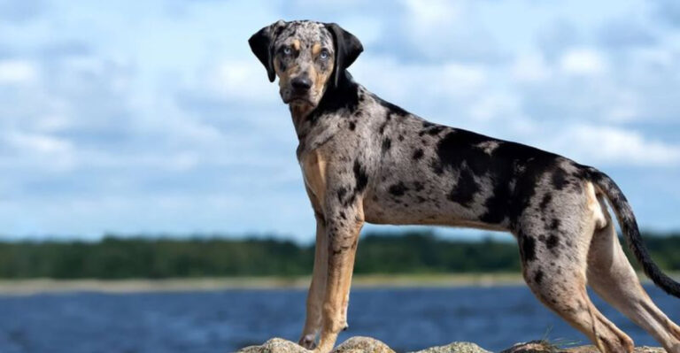 14 Unique American Dog Breeds Every Dog Lover Should Know About