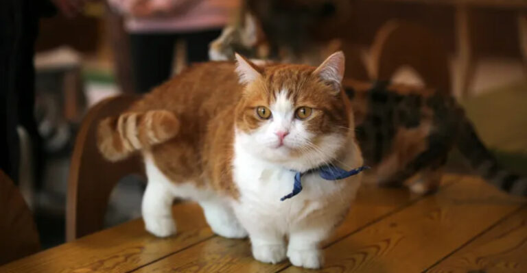 14 Cat Breeds That Veterinarians Caution Against Buying