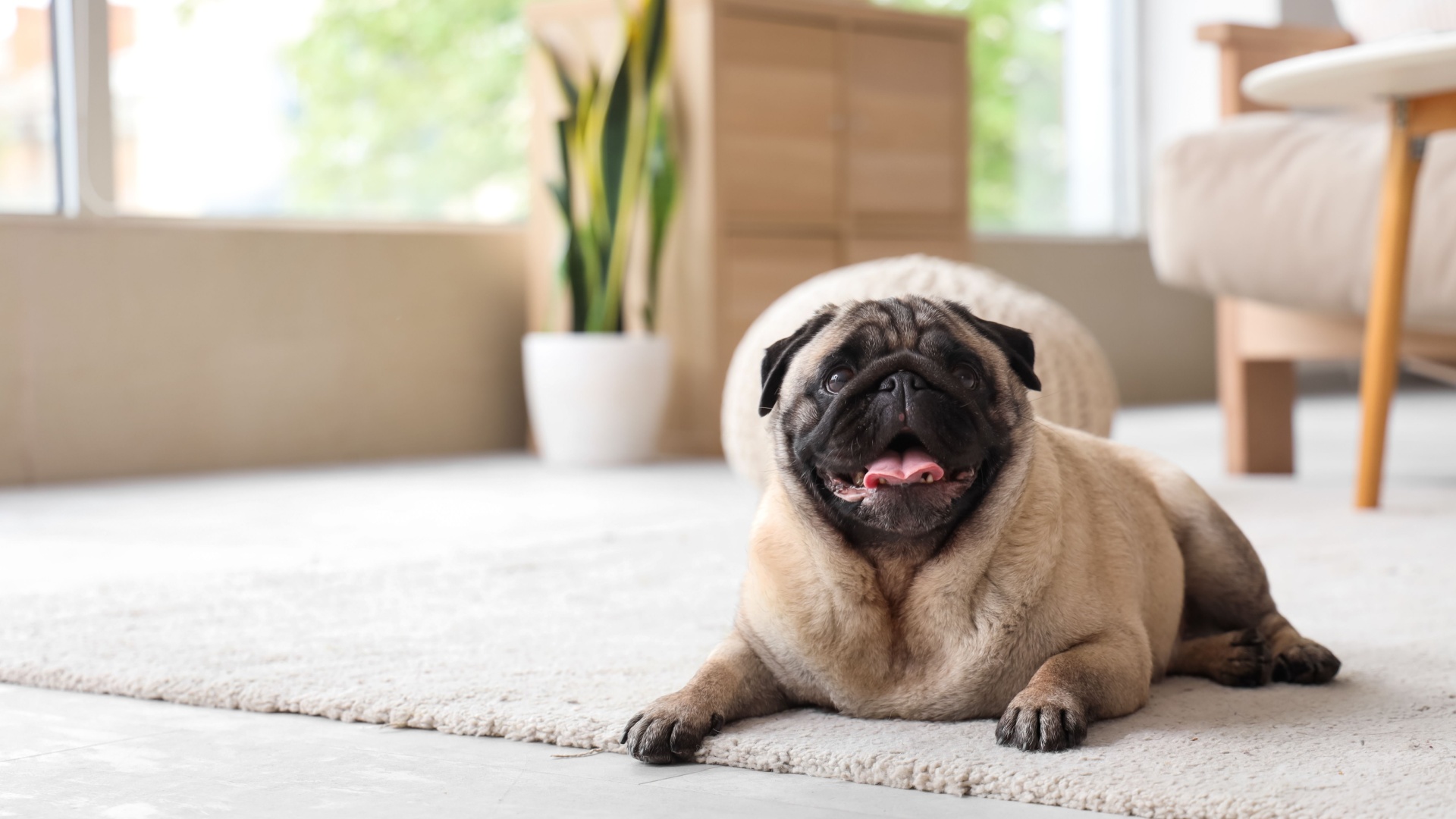 15 Apartment-Friendly Dog Breeds You’ll Love