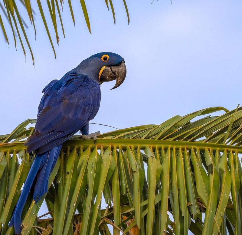 Hyacinth Macaw