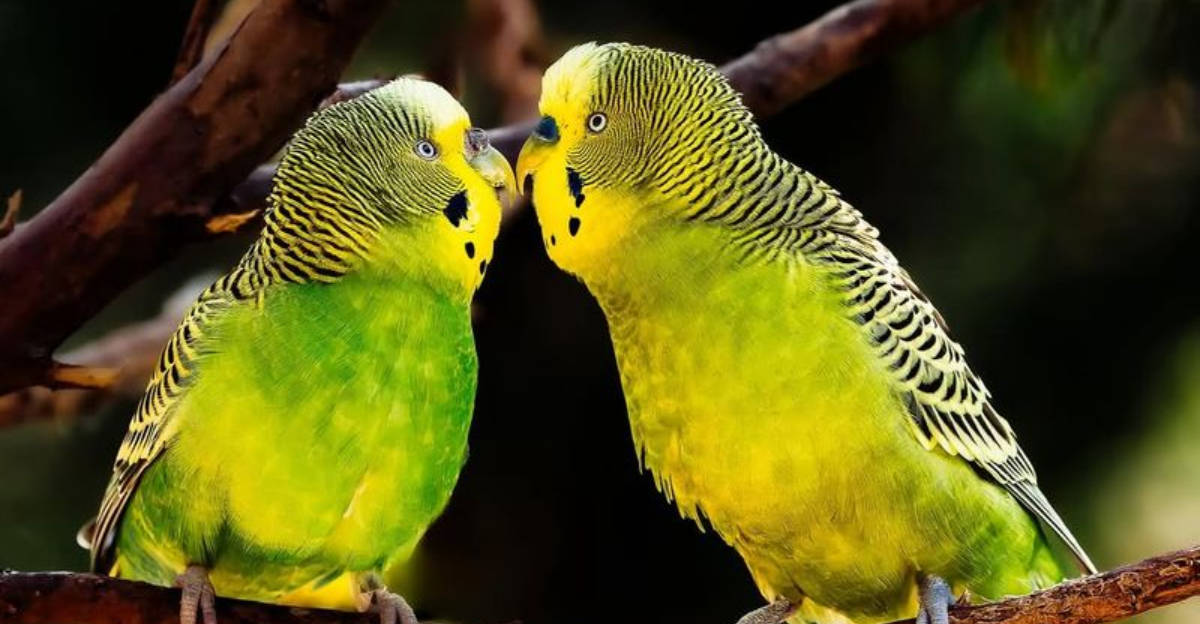 15 Bird Species Veterinarians Wish People Would Stop Buying