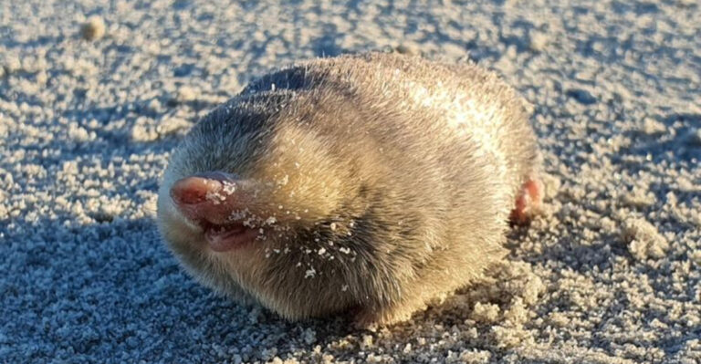 15 Blind Animals That Have Developed Extraordinary Survival Skills