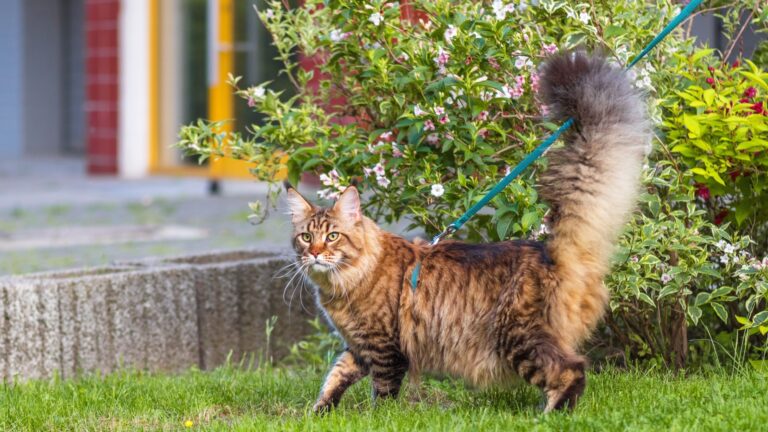 15 Cat Breeds With Dog-Like Personalities