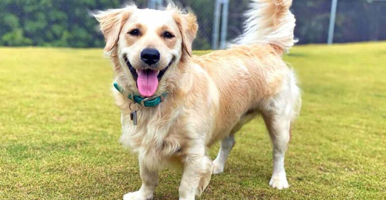 15 Corgi Mixes So Cute They’ll Steal Your Heart