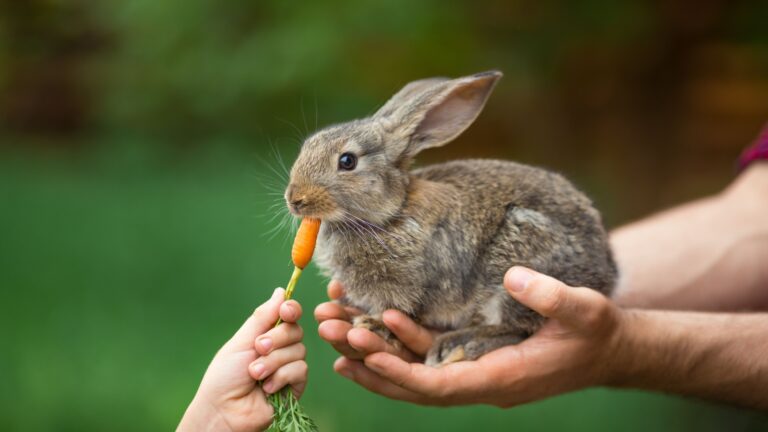 15 Crazy Myths About Pet Rabbits That Aren’t True