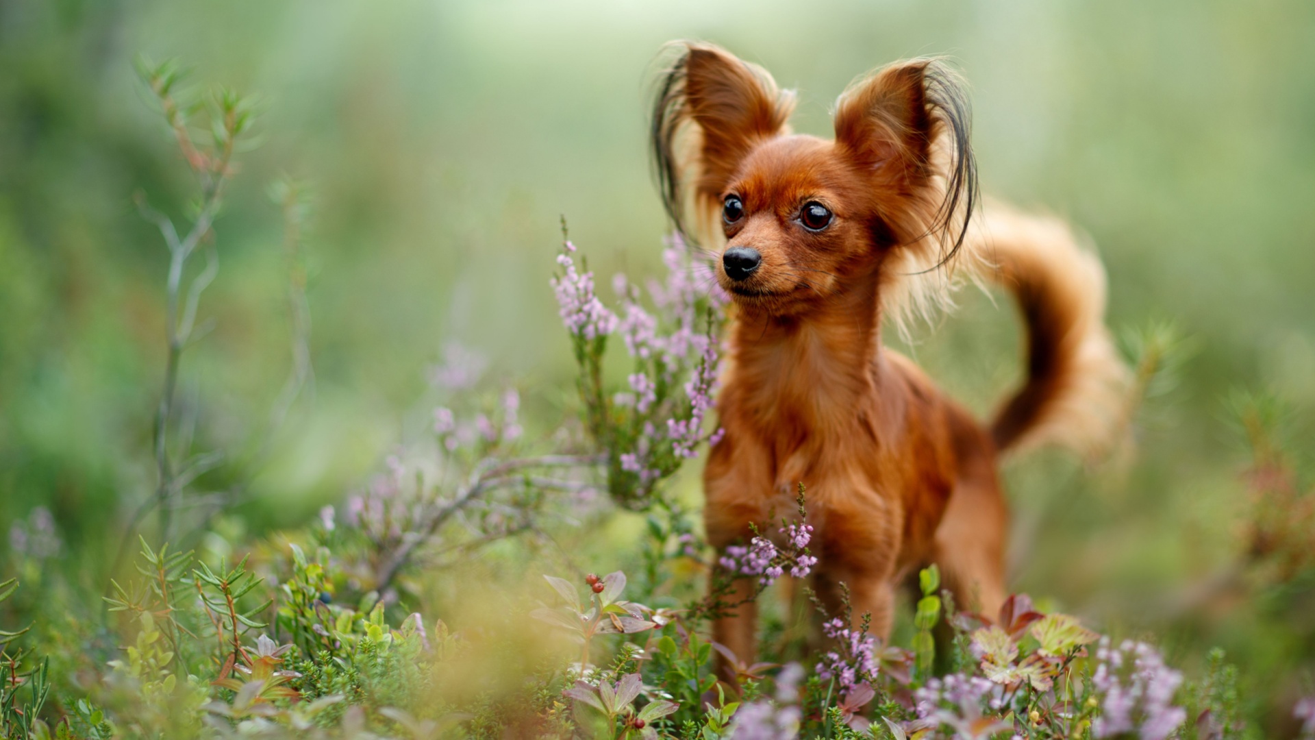 15 Cute Dog Breeds That Stay Tiny Forever