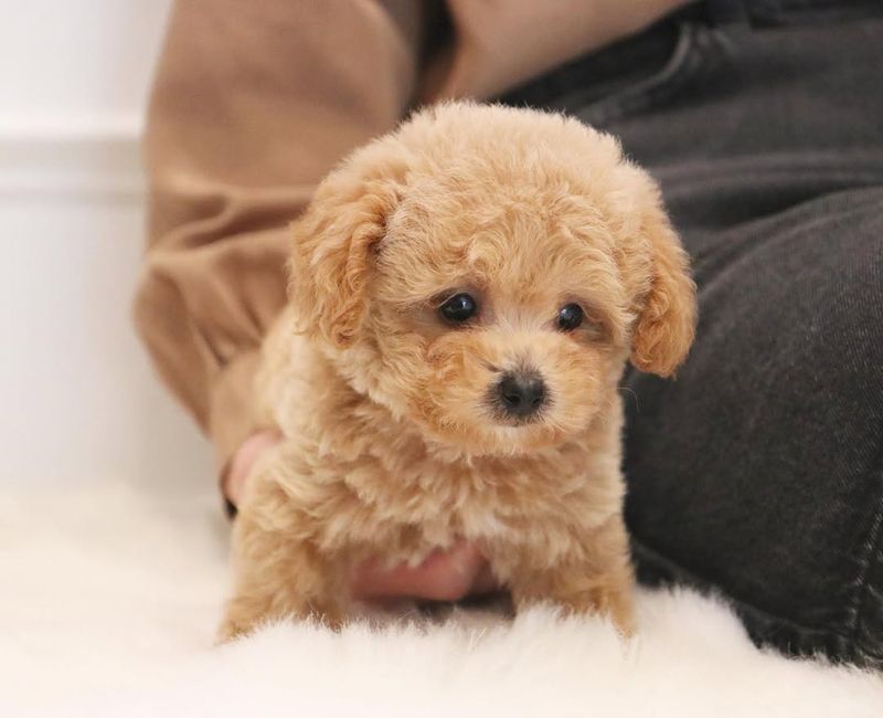 Toy Poodle