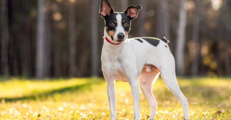 15 Cute Reasons Rat Terriers Are The Underdogs You’ve Been Searching For