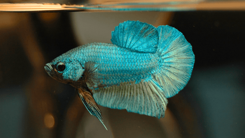 Betta Fish