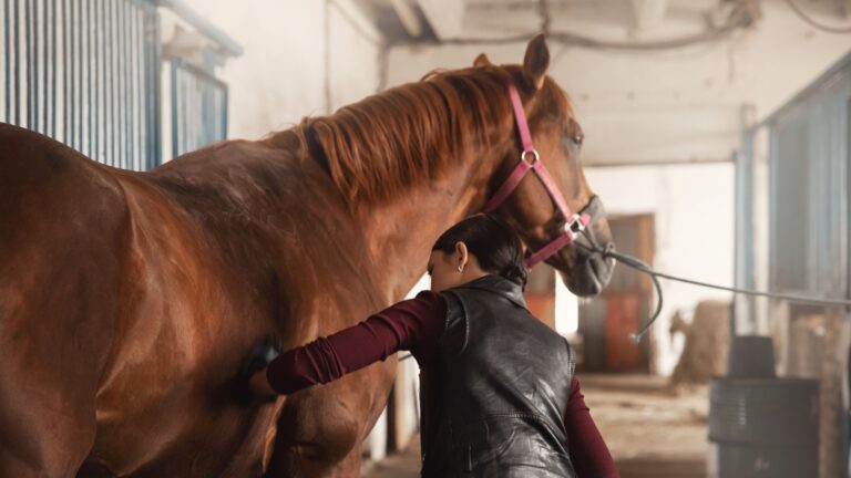 15 Daily Care Routines That Every Horse Owner Should Follow