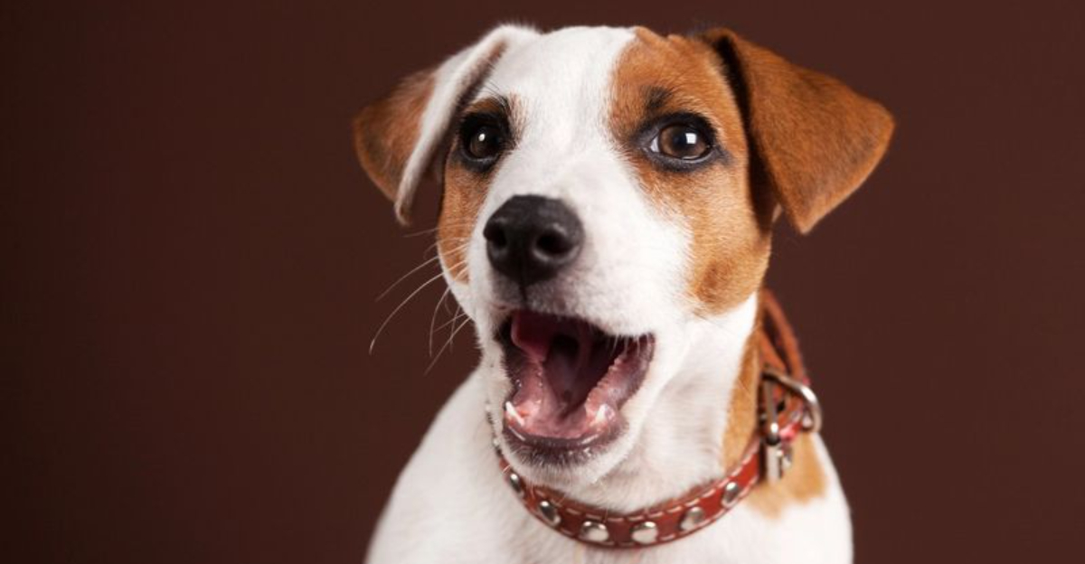 15 Dog Behaviors That Prove They Understand Everything We Say And Do