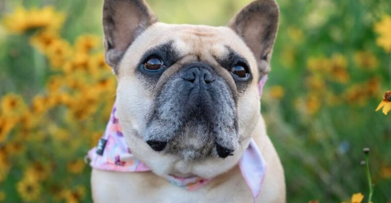 15 Dog Breeds That Are Stronger Than They Look