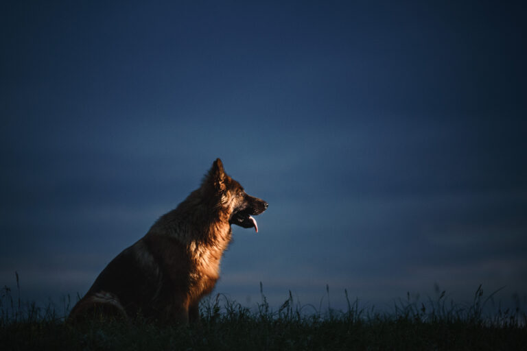 15 Dog Breeds That Are Total Night Owls