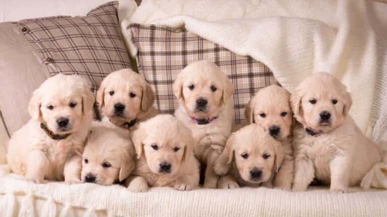15 Dog Breeds That Produce The Largest Puppy Litters