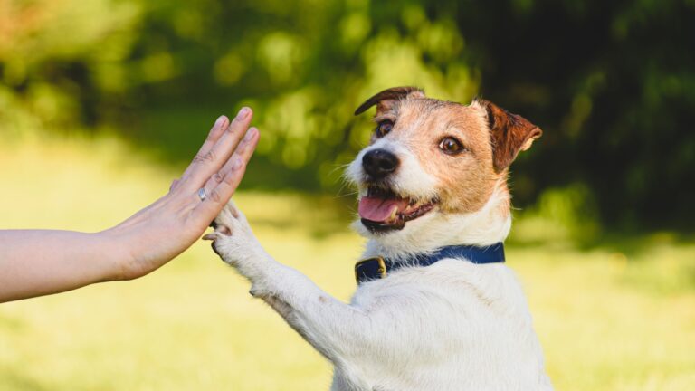 15 Dog Breeds With Incredible Problem-Solving Abilities