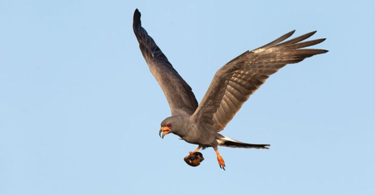 15 Endangered Species You’ll Only Find In Florida