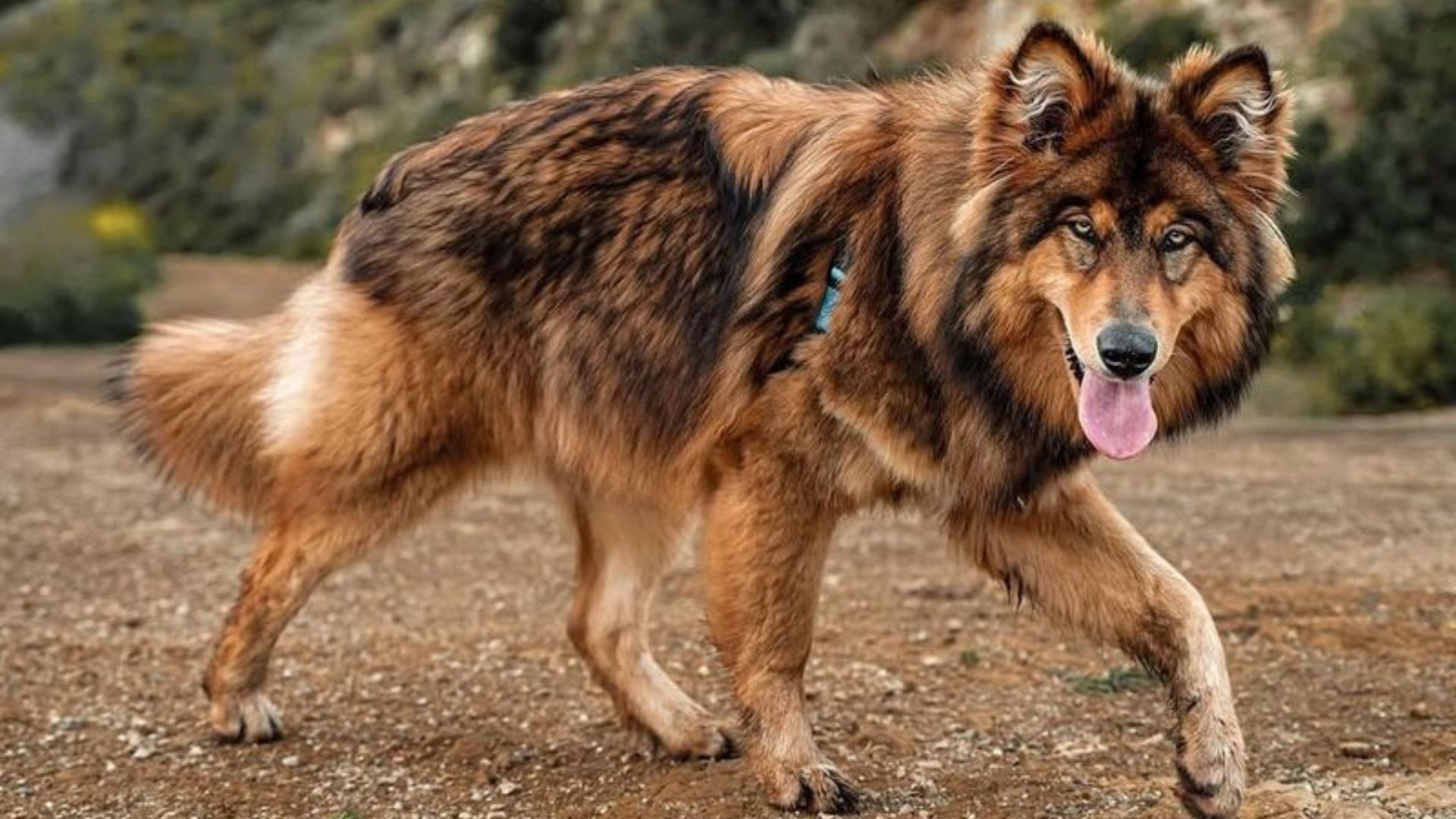 15 Facts About The Rare Native American Indian Dog