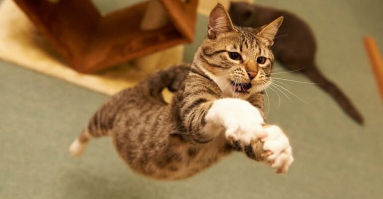 15 Features That Prove Ocicats Are Basically Just Domestic Wildcats