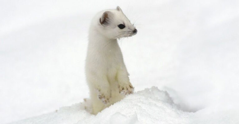 15 Furry Creatures That Look Like Ferrets (But Aren’t Related)