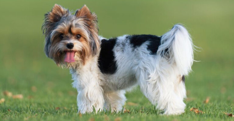 15 Gentle Small Dog Breeds And 7 That Might Act Like Snapping Turtles