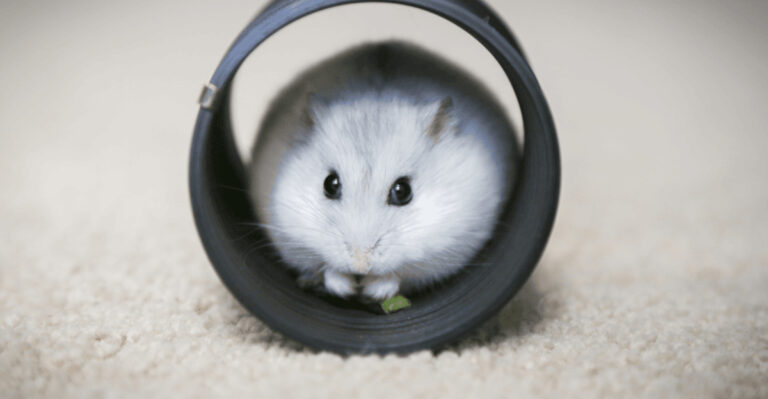 15 Hamster Habits That Prove They’re Smarter Than You Think