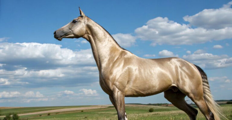 15 Horse Breeds With The Shiniest Coats