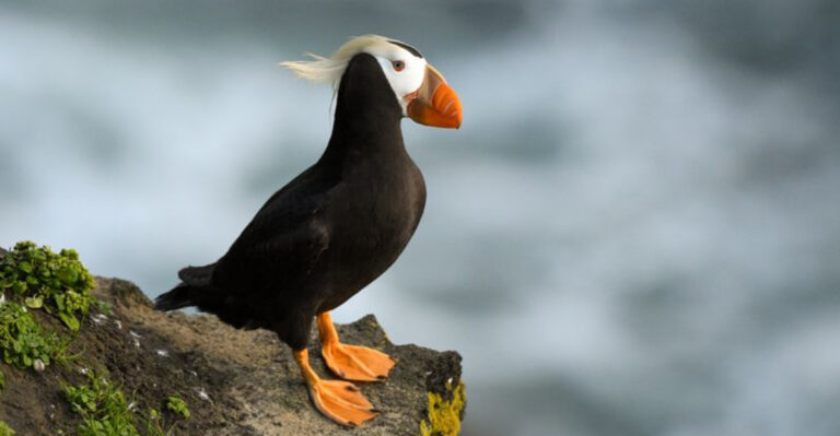 15 Incredible Animals You’ll Find In Alaska’s Untamed Wilderness