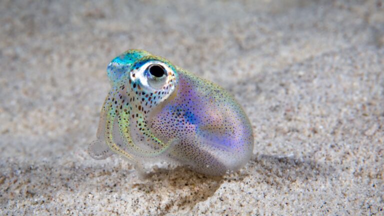 15 Incredible Creatures That Call The Hawaiian Islands Home