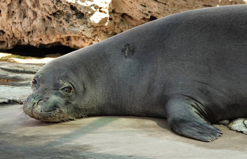 Hawaiian Monk Seal