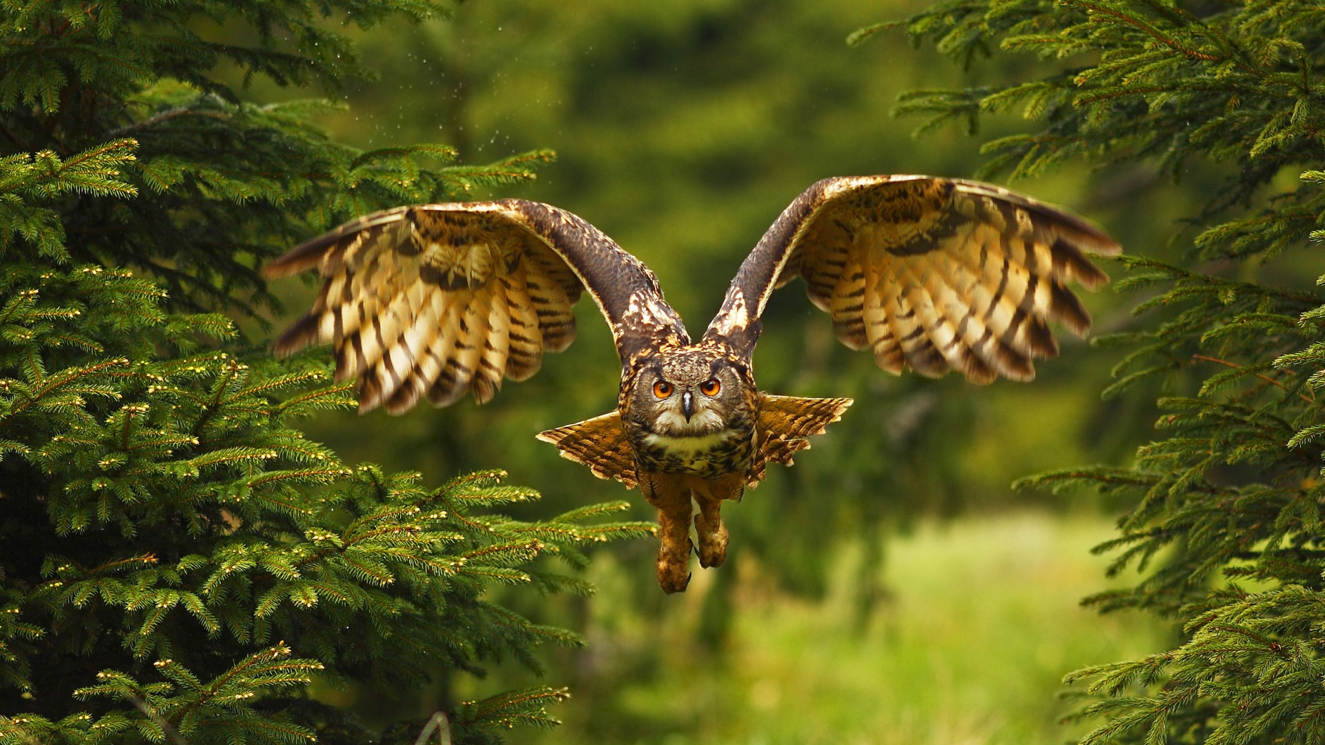 15 Incredible Owl Traits That Make Them Top Predator