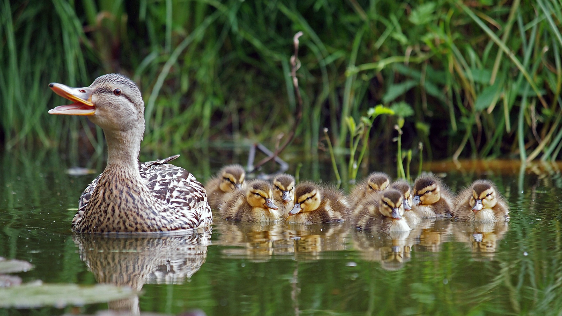 15 Interesting Facts About Ducks