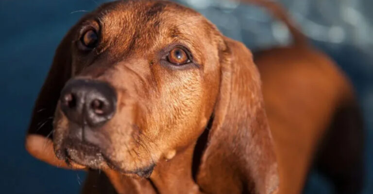 15 Interesting Traits Of Coonhounds You Should Know