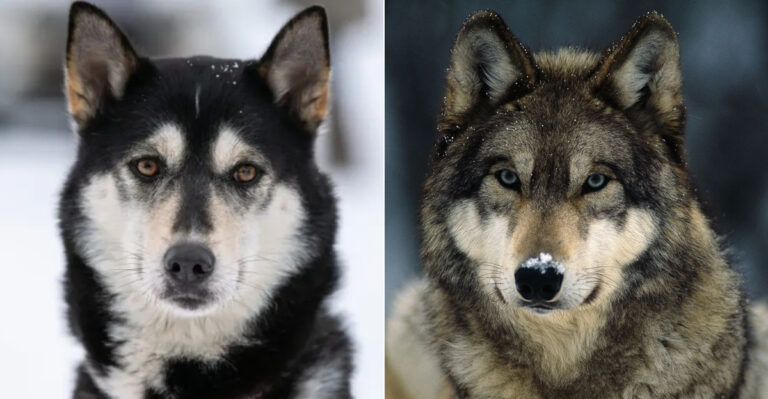 15 Key Traits That Separate Wolves From Huskies
