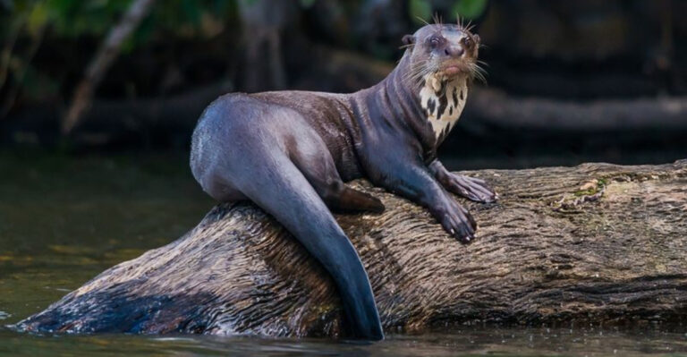 15 Landmark Wildlife Conservation Efforts In North America