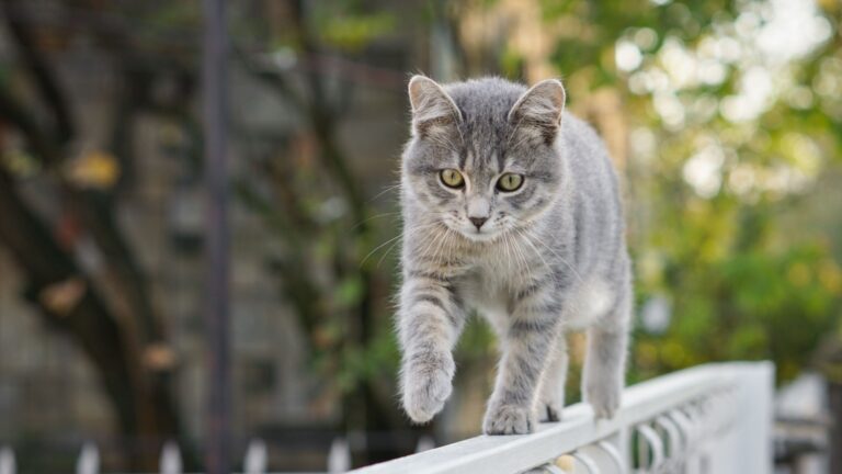 15 Little-Known Facts About How Cats Experience The World