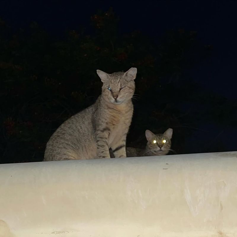 Cats' Superior Night Vision