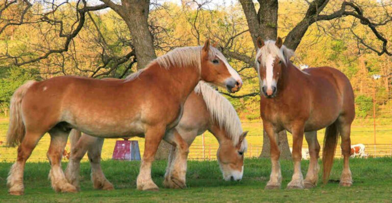 15 Mighty Horse Breeds That Were Made For Hard Work