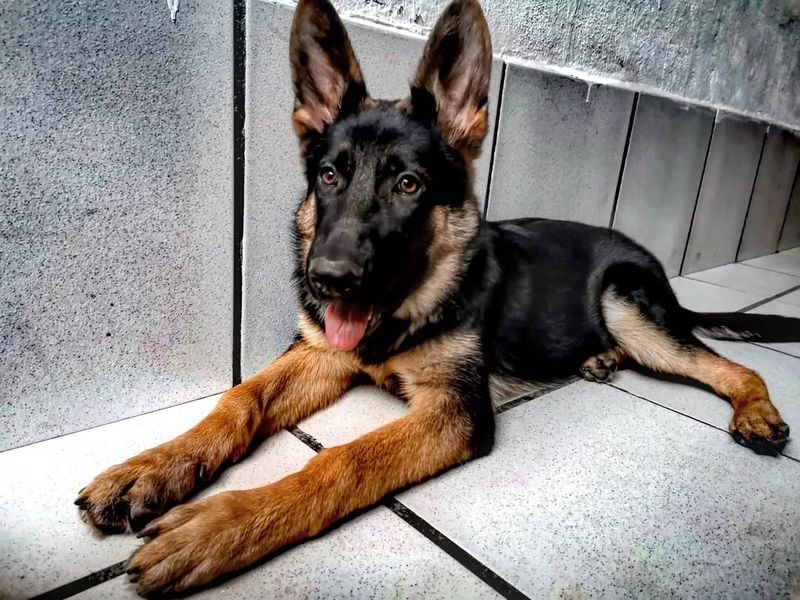 German Shepherd