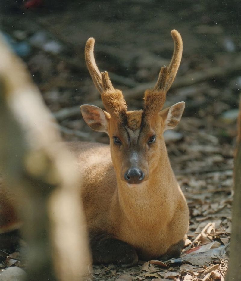 Saola