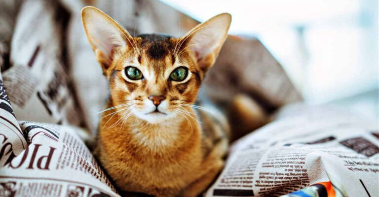 15 Reasons Why Abyssinian Cats Make The Best Pets