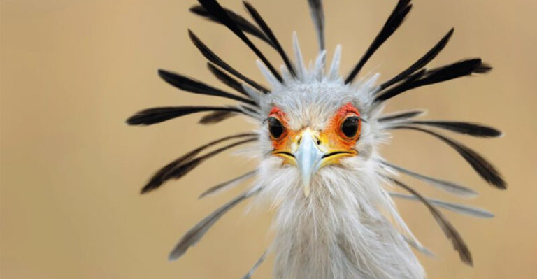 15 Remarkable Animals Immune To Rattlesnake Venom