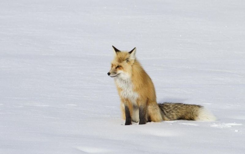 Alaska - Red Fox