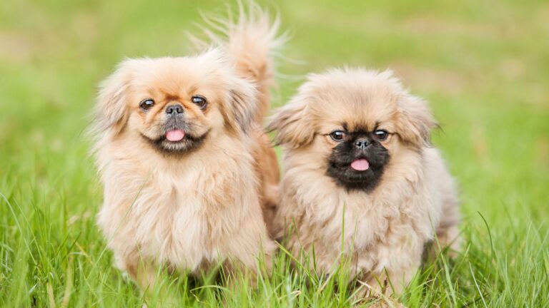 15 Stunning Pekingese Colors And 8 Distinctive Markings